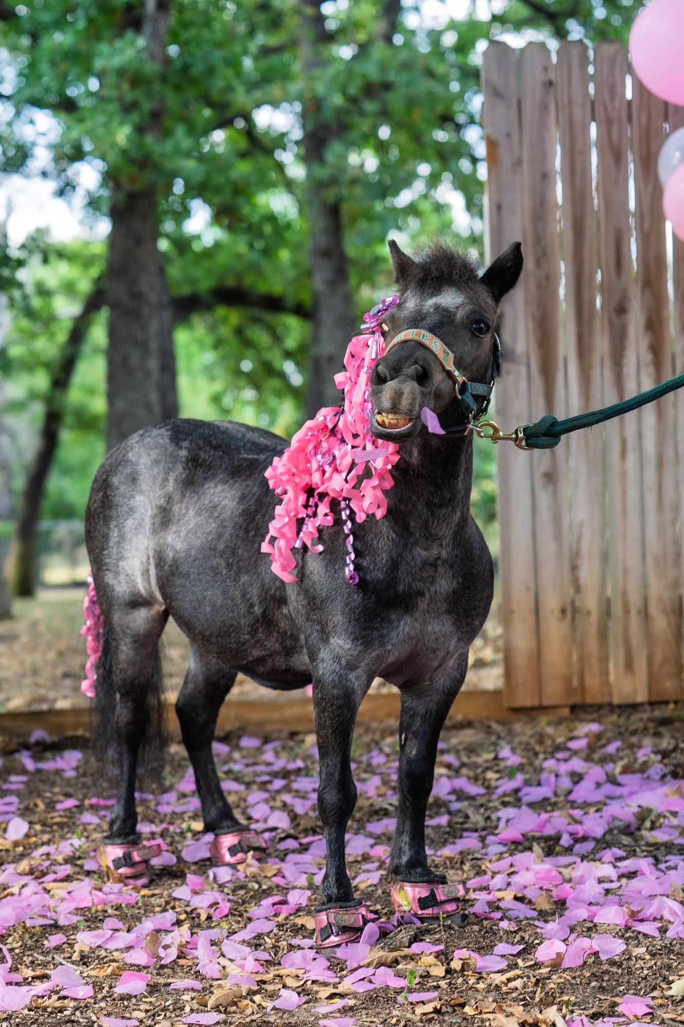 Pickles the Party Pony, photo 01 of 16
