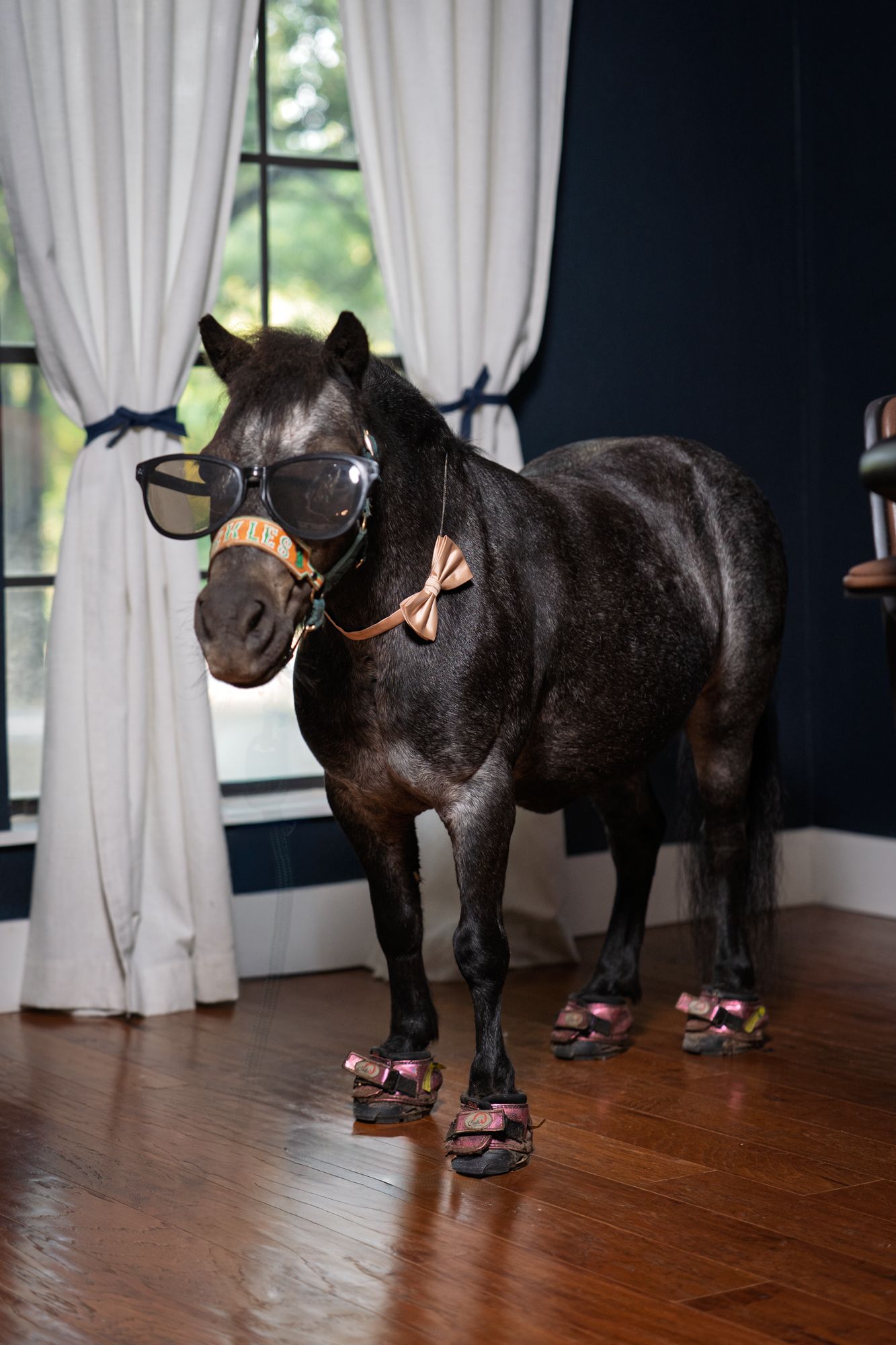Pickles the Party Pony, photo 07 of 16