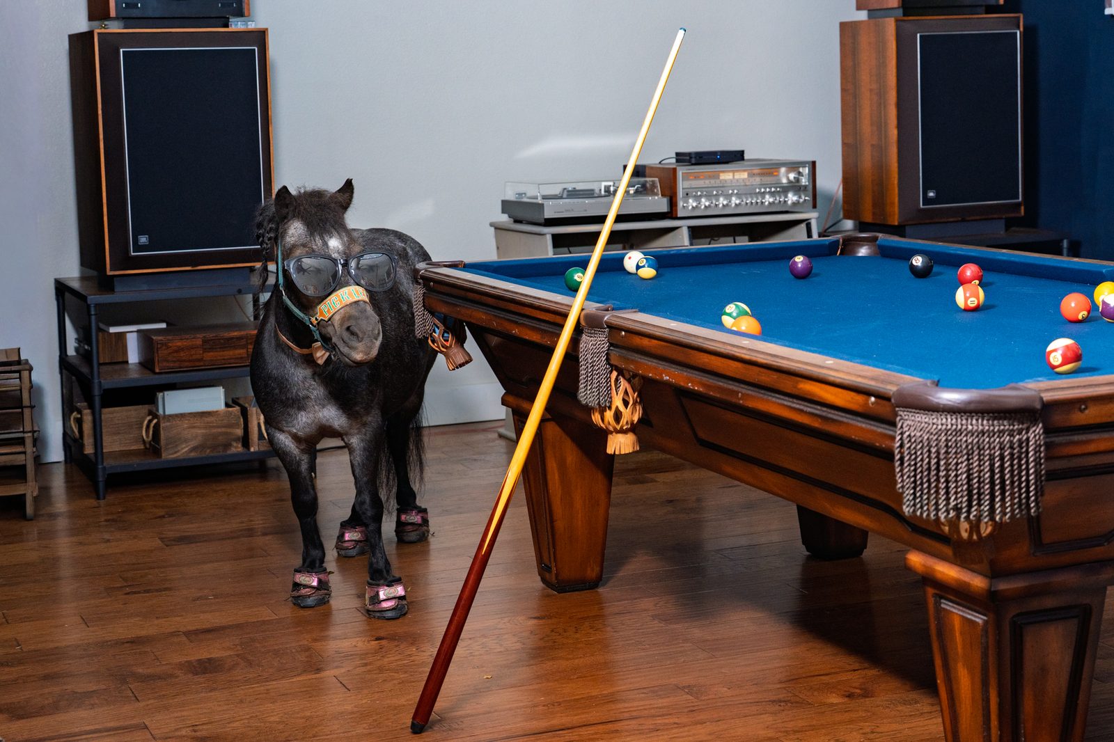 Pickles the Party Pony in sunglasses beside a pool table
